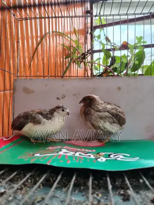 এডাল্ট কিং কোয়েল