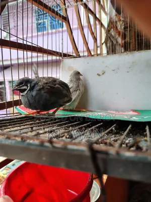 এডাল্ট কিং কোয়েল