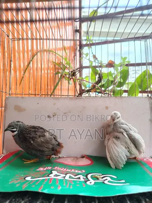 এডাল্ট কিং কোয়েল