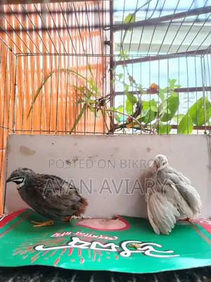 এডাল্ট কিং কোয়েল