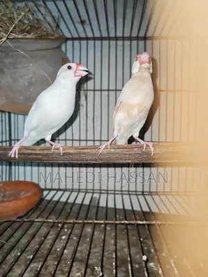 রানিং জাভা পাখি