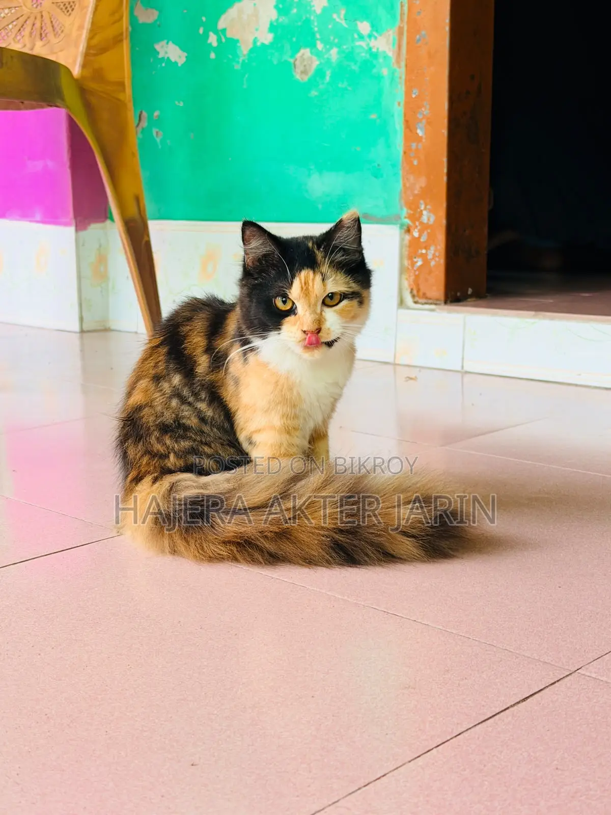 3-6 months Female Mixed Breed Persian