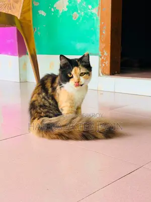 3-6 months Female Mixed Breed Persian