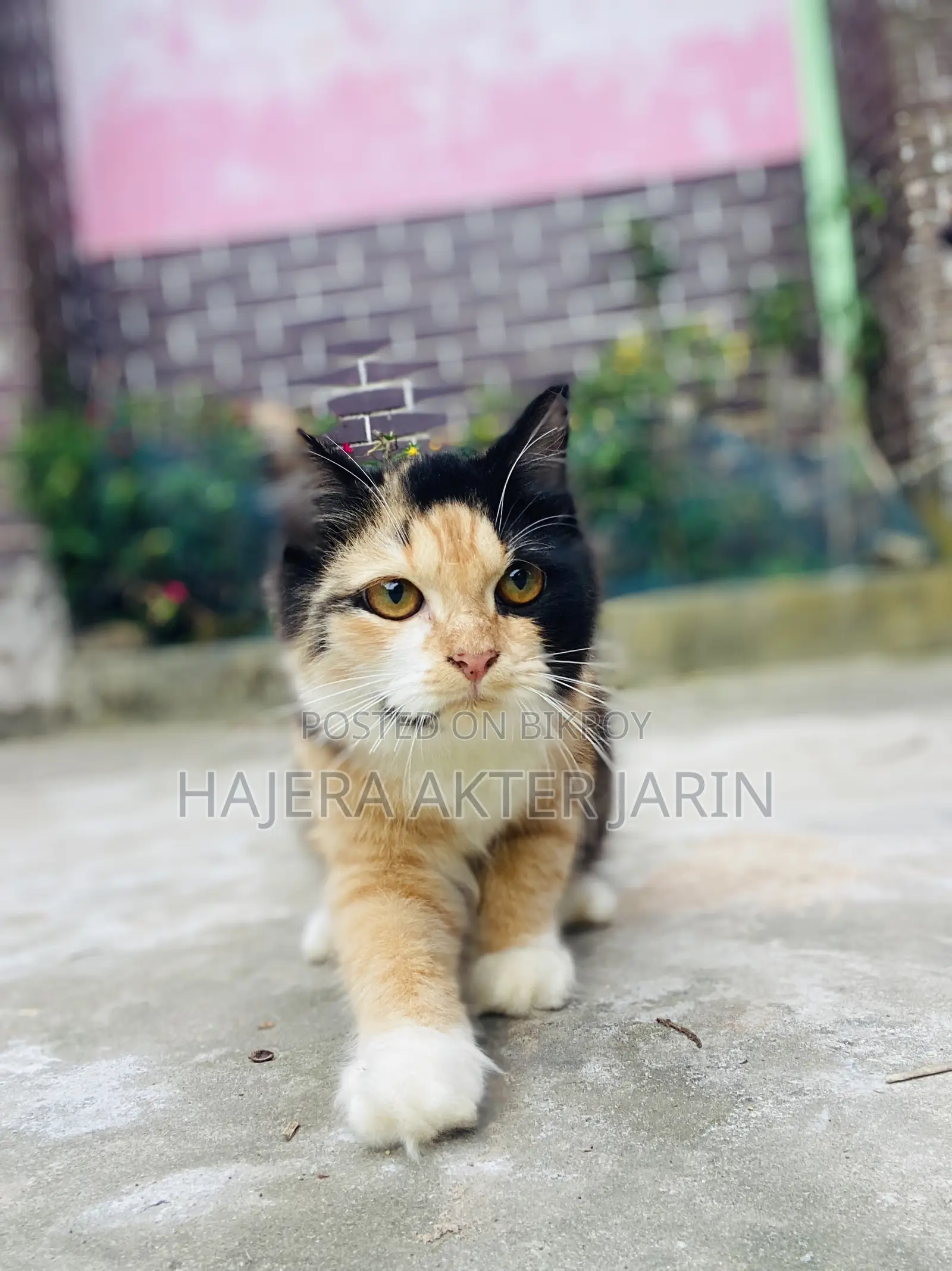 3-6 months Female Mixed Breed Persian