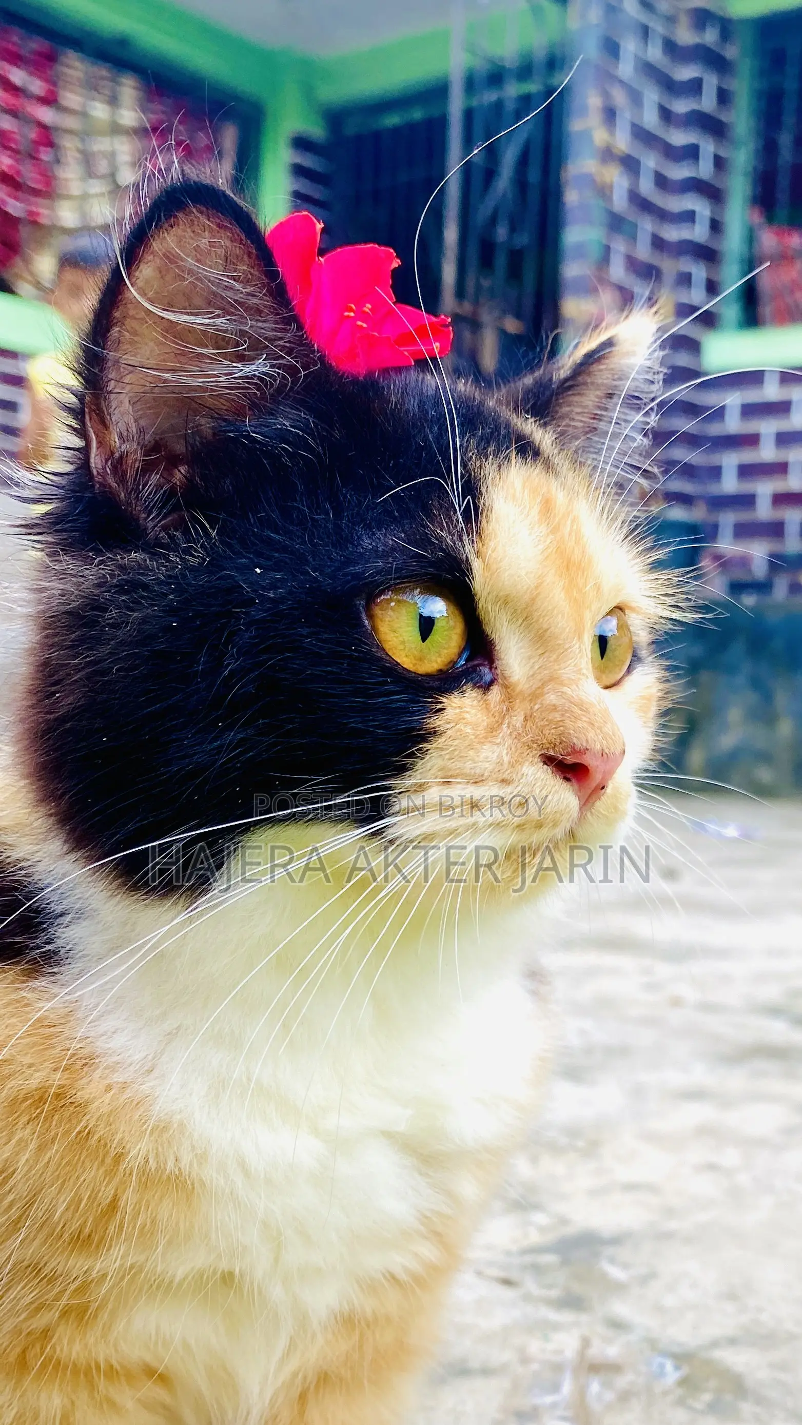 3-6 months Female Mixed Breed Persian