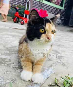 3-6 months Female Mixed Breed Persian