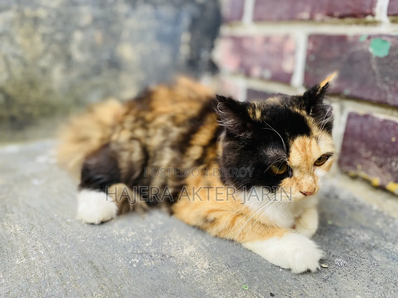3-6 months Female Mixed Breed Persian