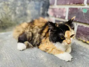 3-6 months Female Mixed Breed Persian