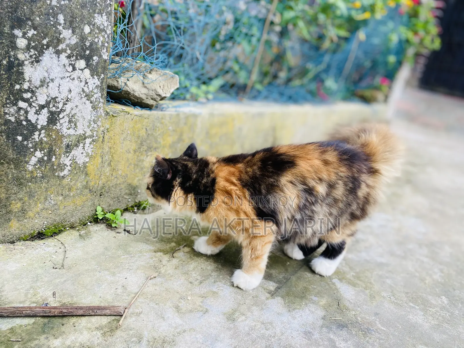 3-6 months Female Mixed Breed Persian
