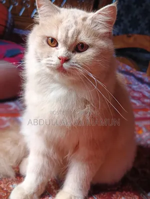 6-12 months Female Purebred Persian