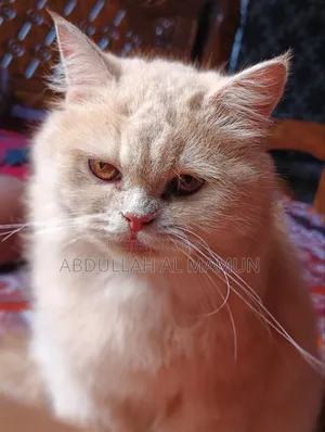 6-12 months Female Purebred Persian