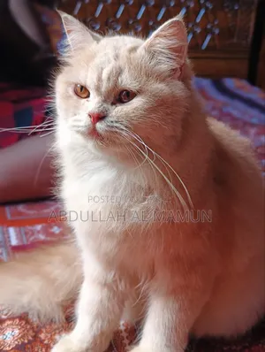 6-12 months Female Purebred Persian