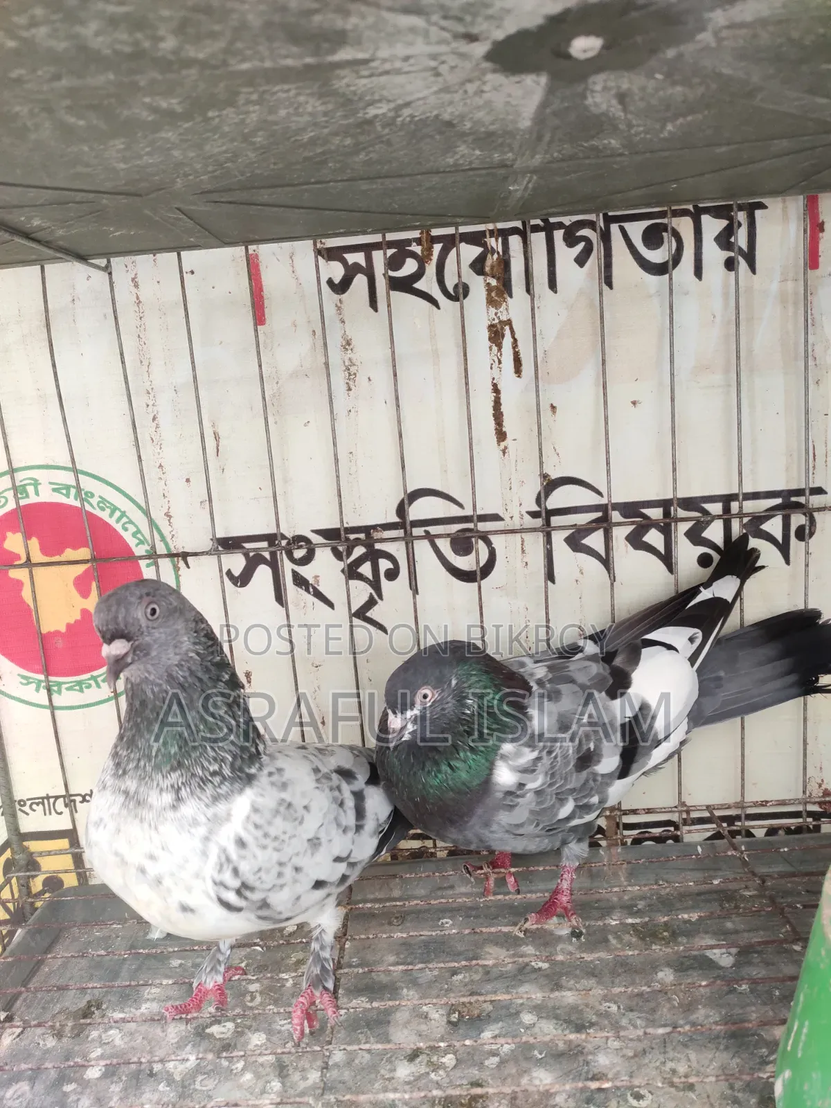কবুতর জোড়া