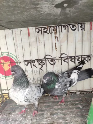 কবুতর জোড়া