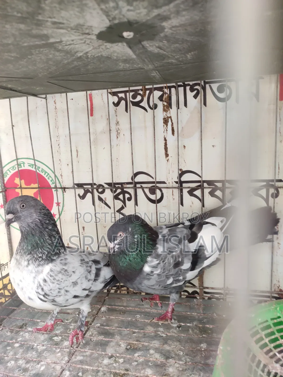 কবুতর জোড়া