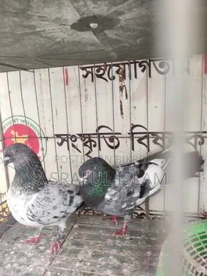 কবুতর জোড়া