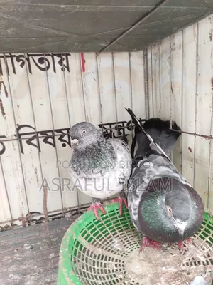 কবুতর জোড়া