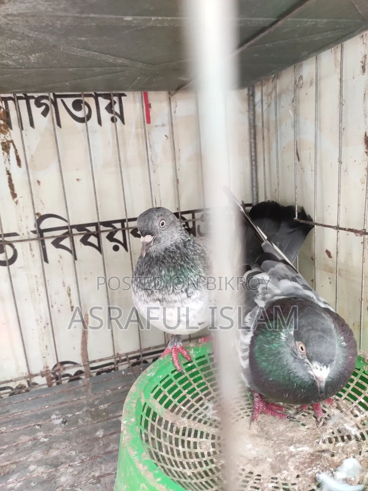 কবুতর জোড়া