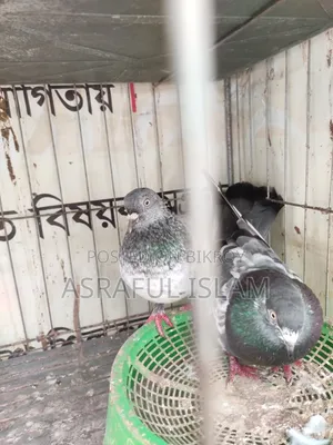 কবুতর জোড়া
