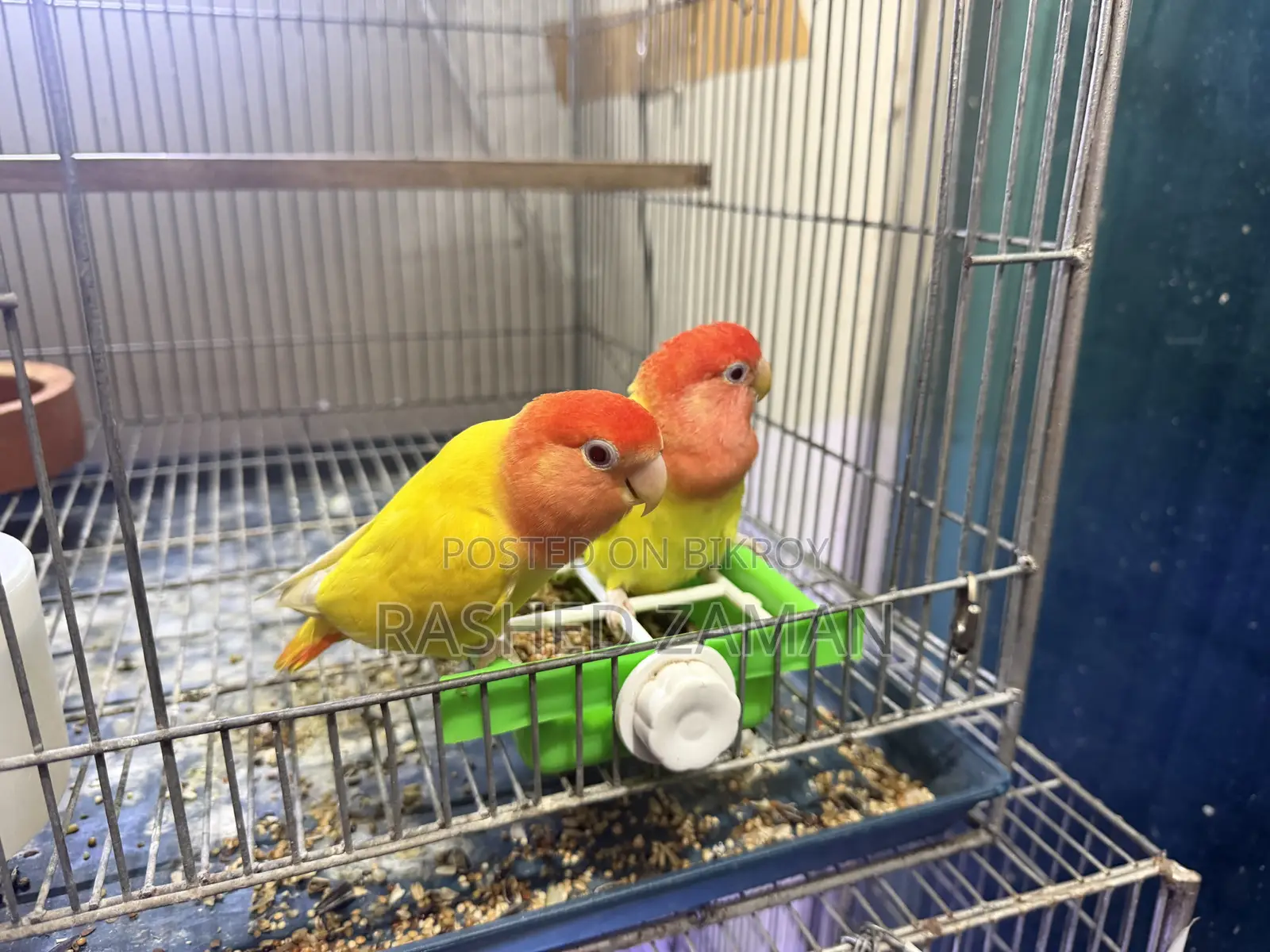 Lutino Red Head Opaline Adult Pair