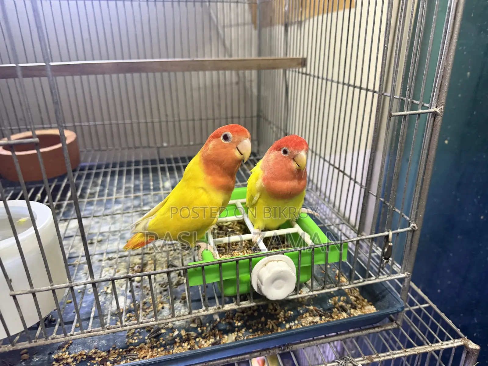 Lutino Red Head Opaline Adult Pair