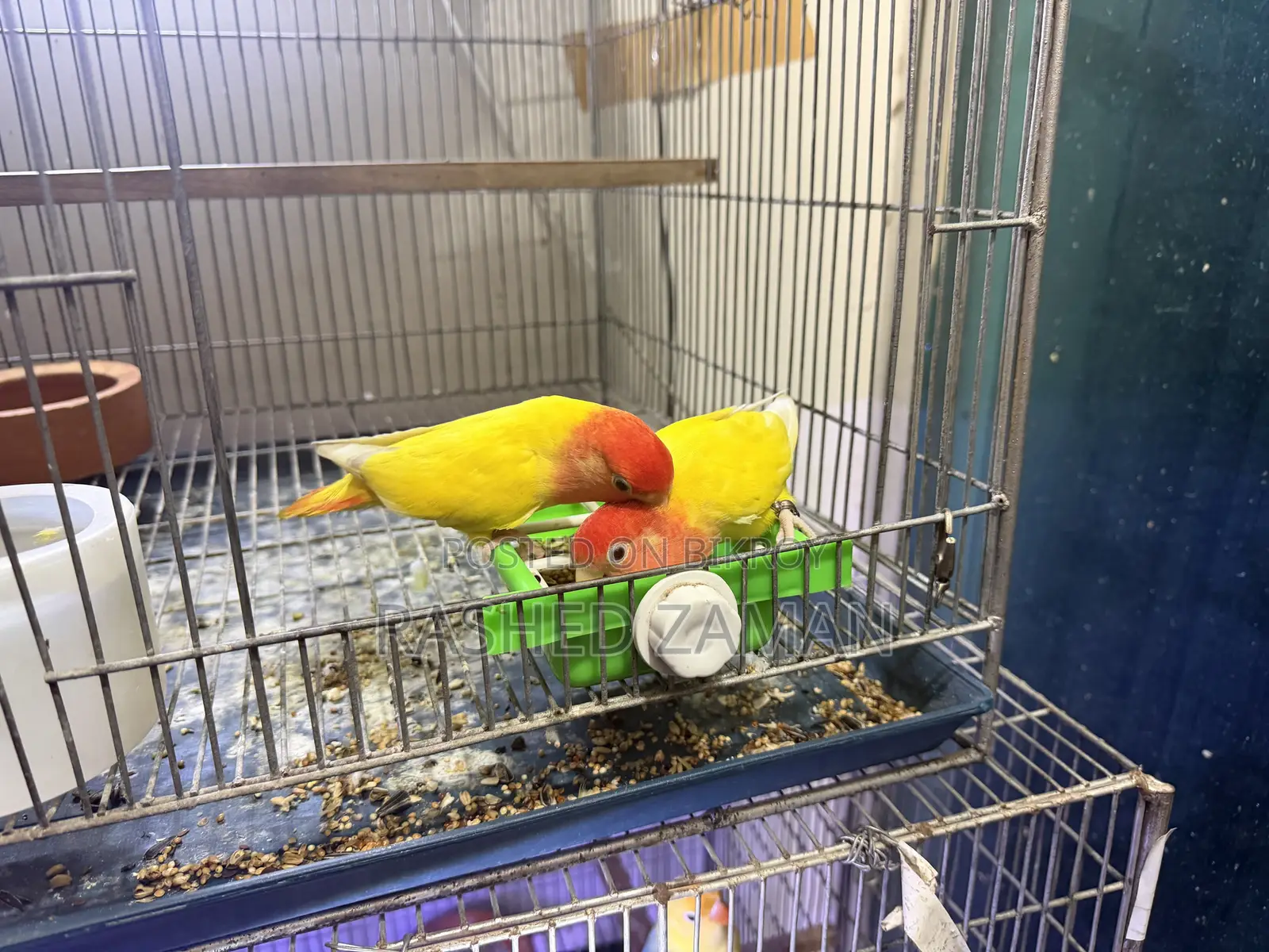 Lutino Red Head Opaline Adult Pair