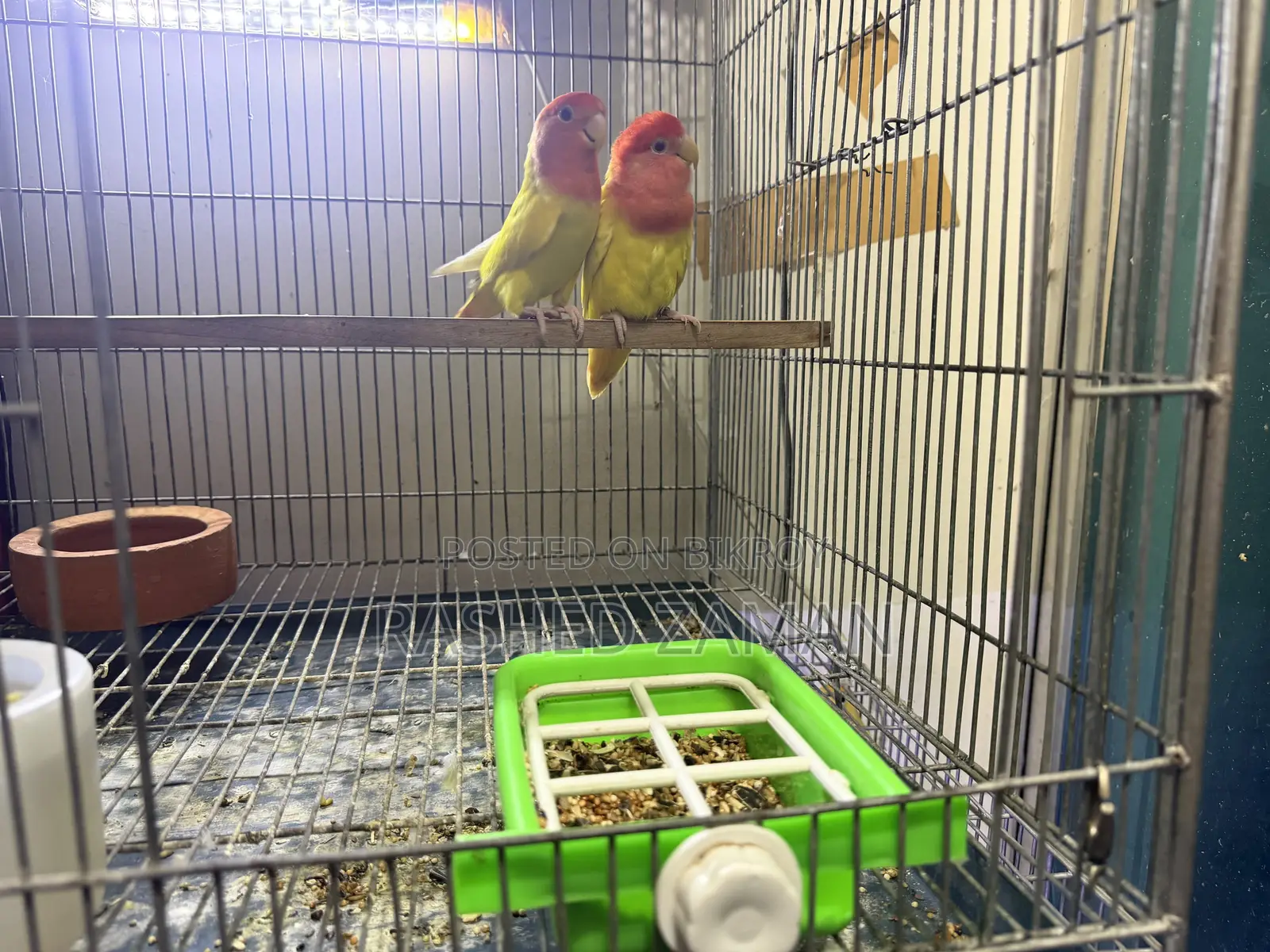 Lutino Red Head Opaline Adult Pair