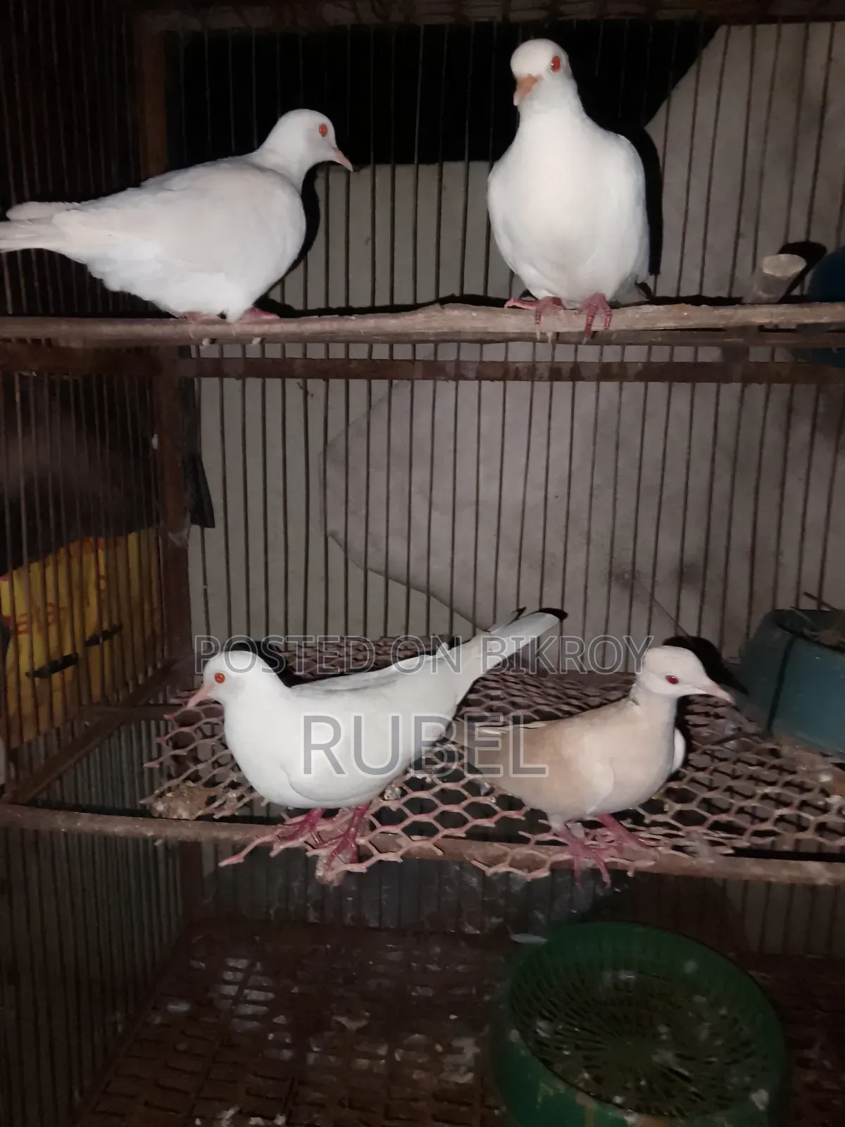অস্ট্রেলিয়ান ঘুঘু ২ জোড়া