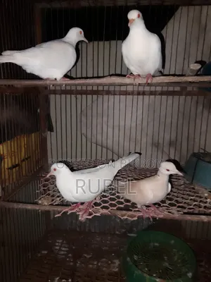 অস্ট্রেলিয়ান ঘুঘু ২ জোড়া