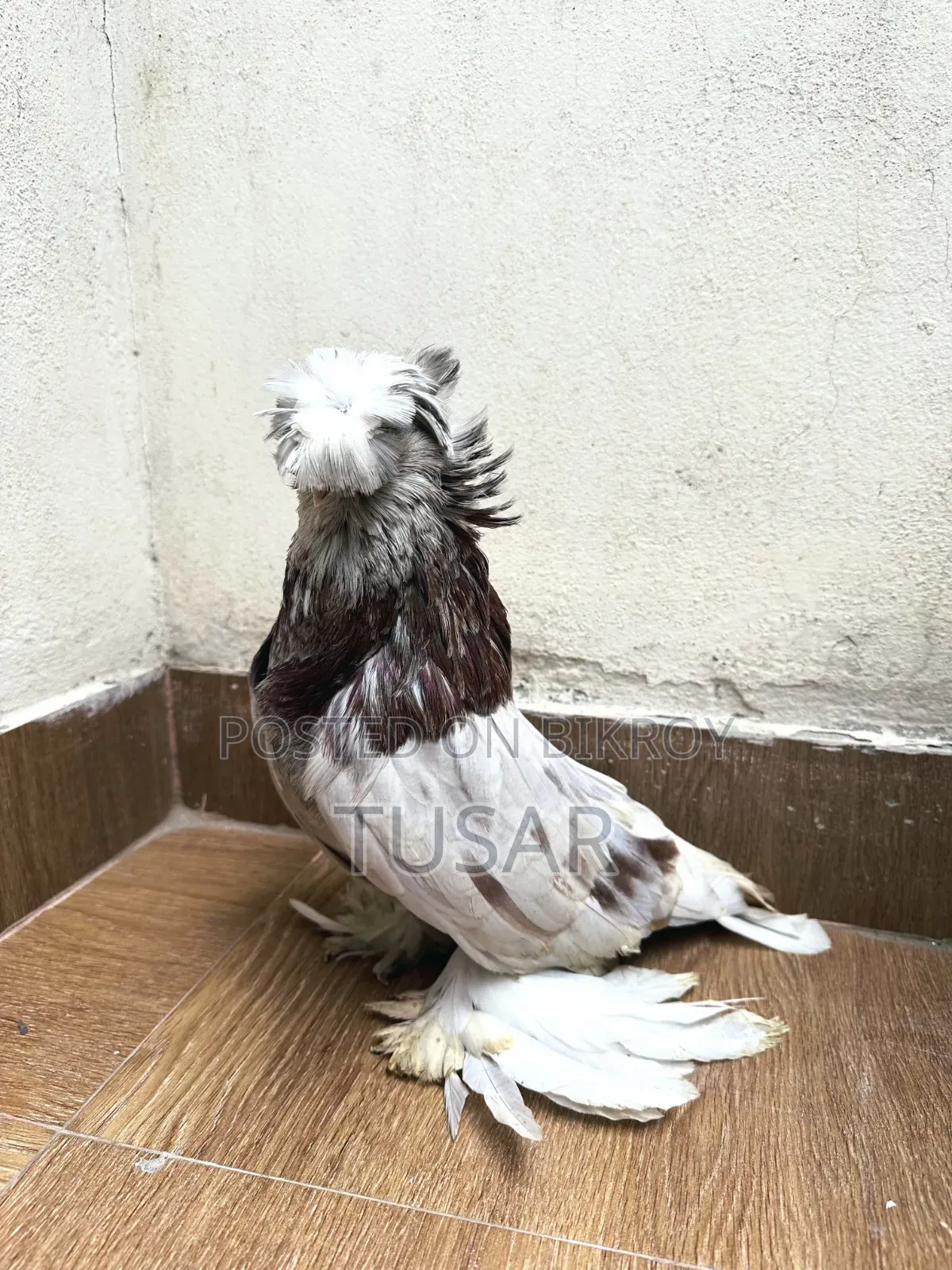 Bukhara Male