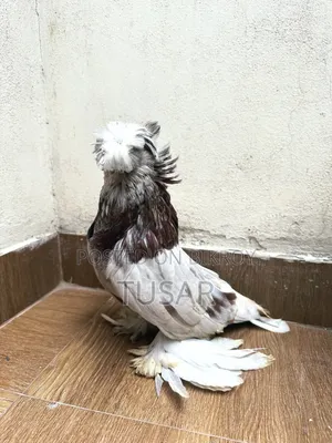 Bukhara Male