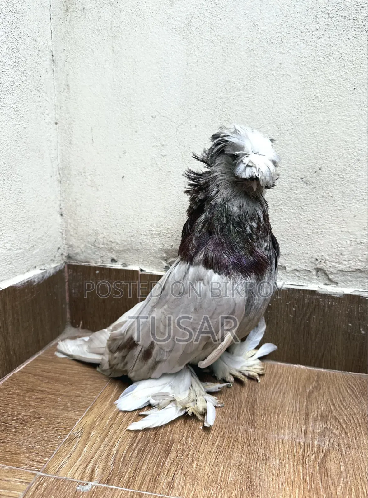 Bukhara Male