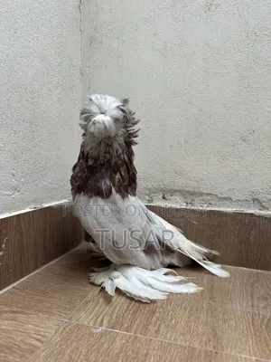 Bukhara Male