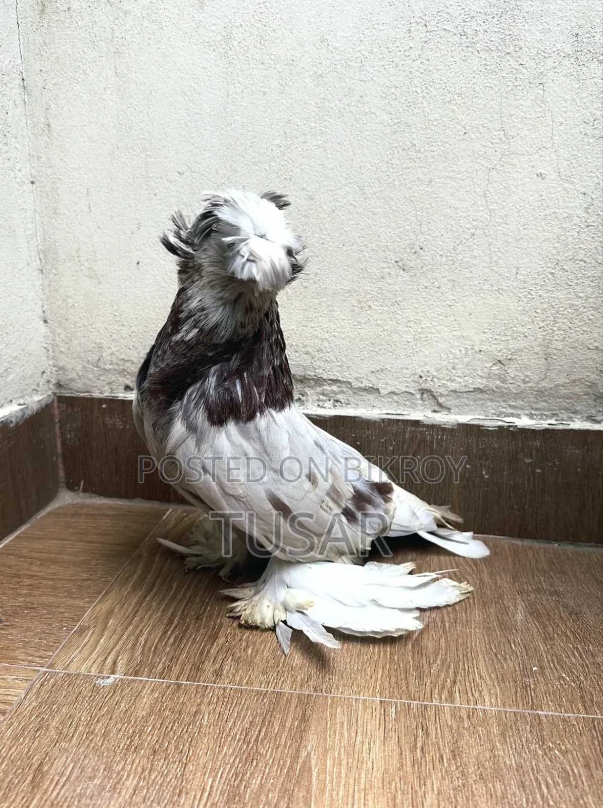 Bukhara Male