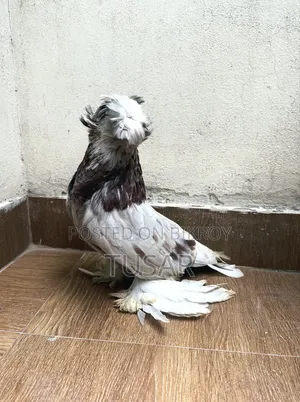 Bukhara Male