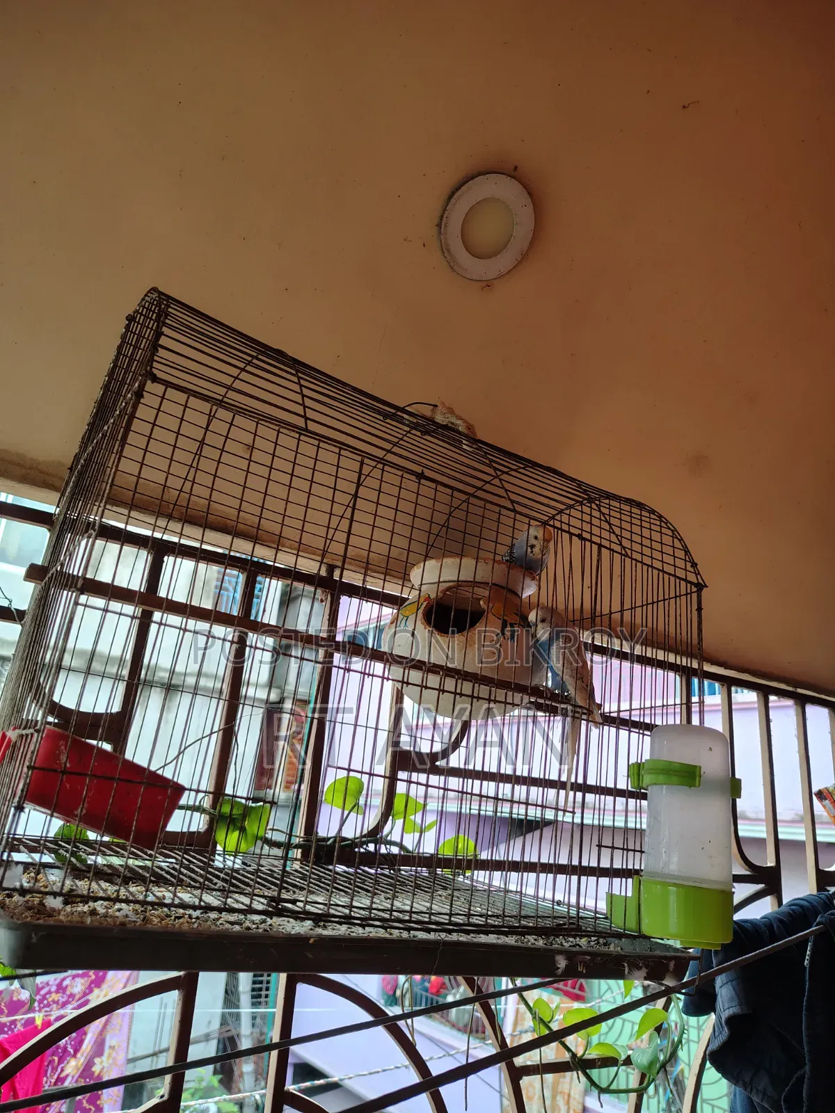 বাজিগর পাখি বিক্রির