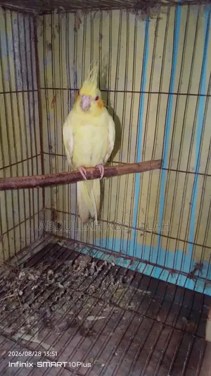 ফিমেল কোকাটেল
