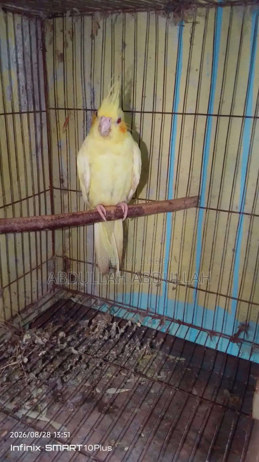 ফিমেল কোকাটেল