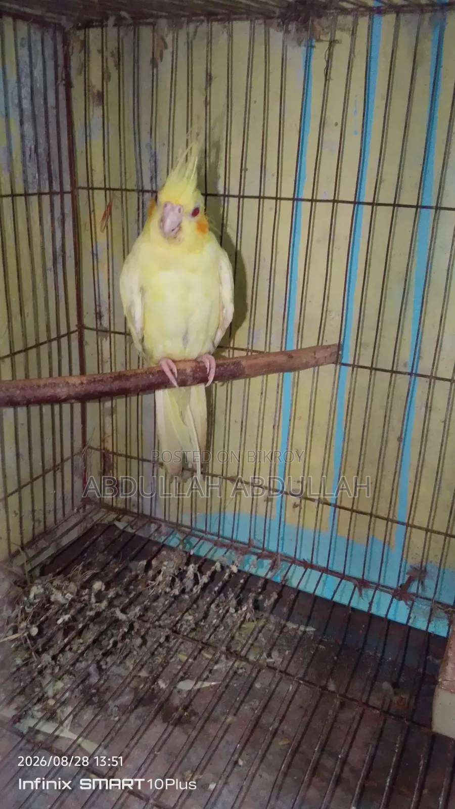 ফিমেল কোকাটেল