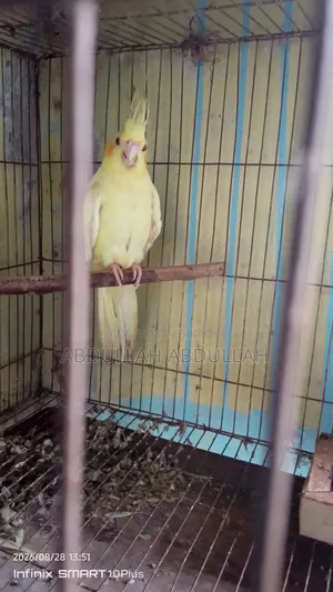 ফিমেল কোকাটেল