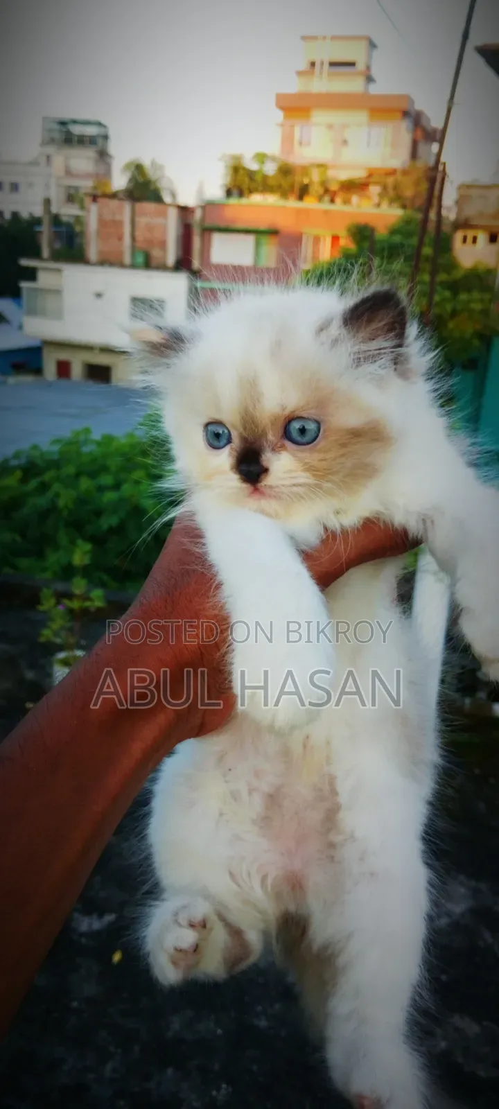 1-3 months Female Purebred Persian