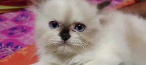 1-3 months Female Purebred Persian