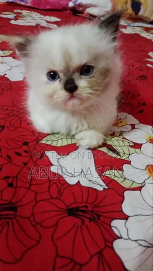 1-3 months Female Purebred Persian
