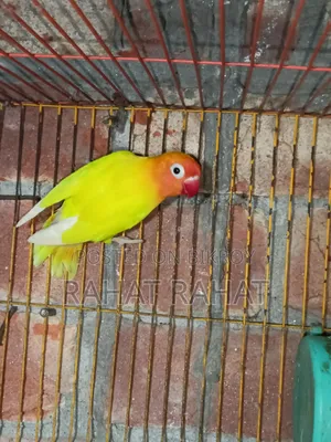 Lovebirds for Sale