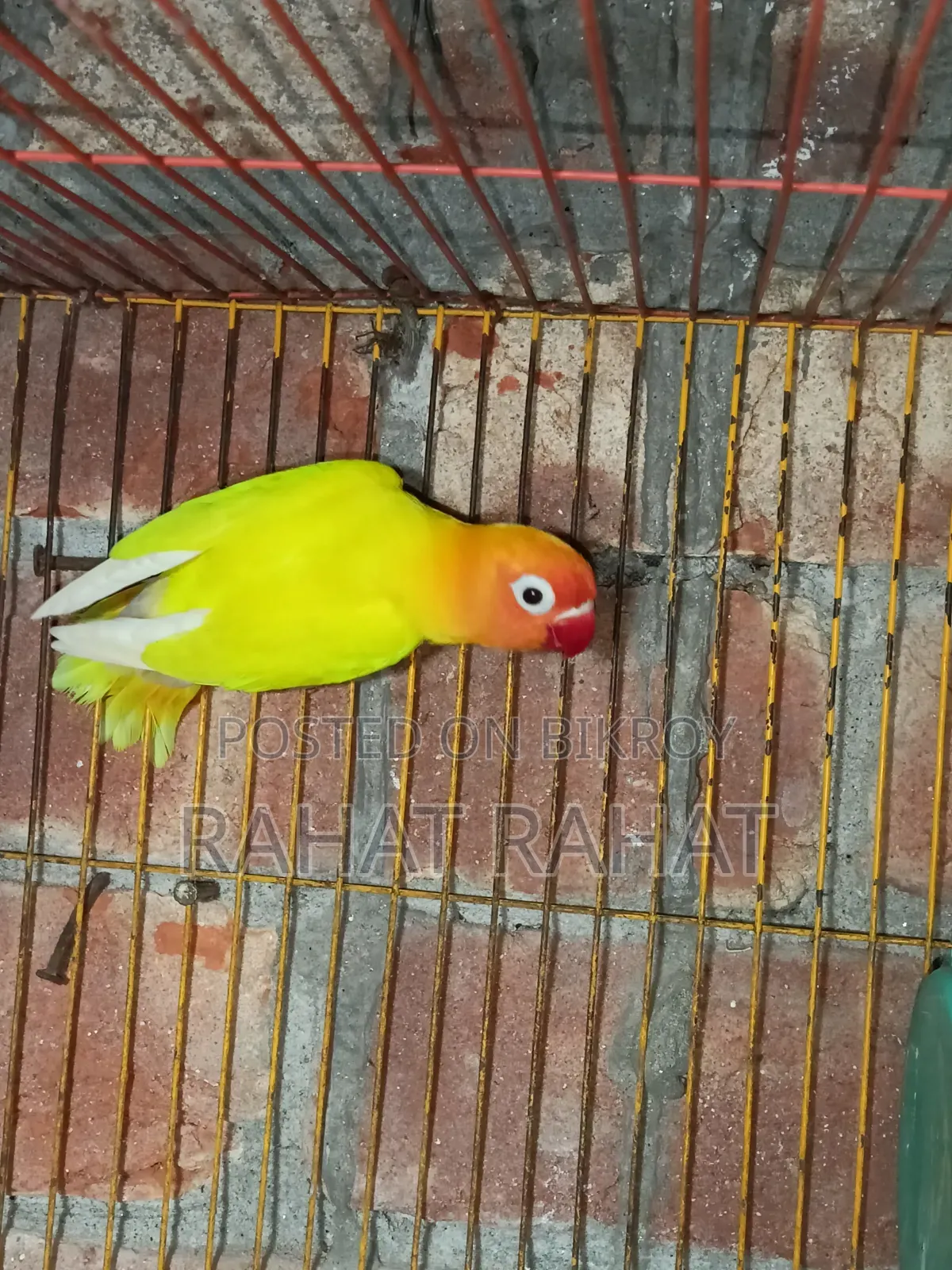 Lovebirds for Sale