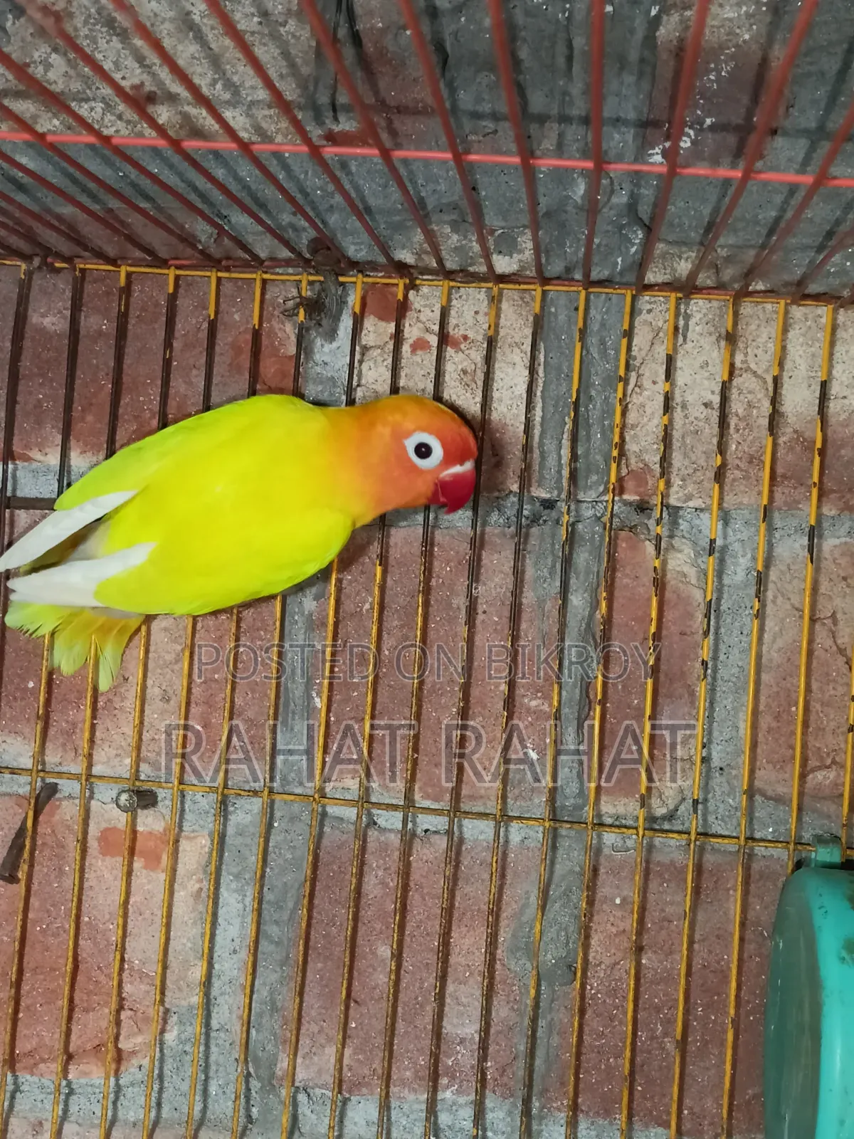 Lovebirds for Sale