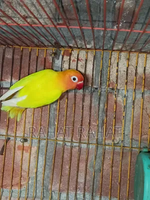 Lovebirds for Sale
