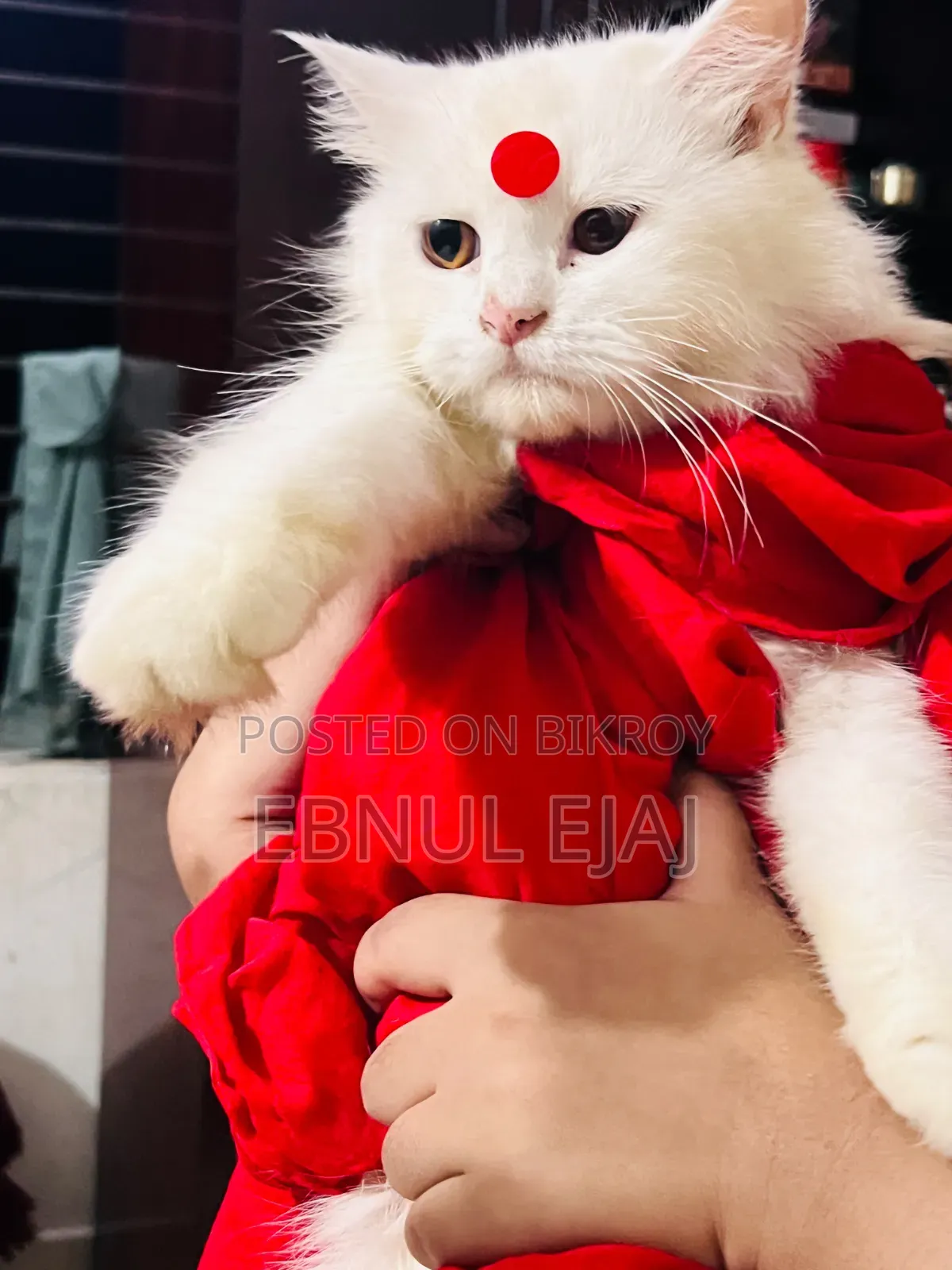 6-12 months Female Purebred Persian