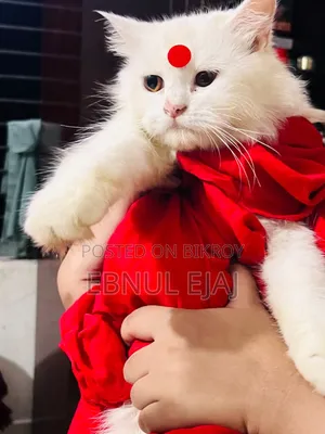 6-12 months Female Purebred Persian