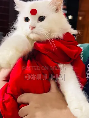 6-12 months Female Purebred Persian